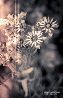 19k fotoart foto fotografie kunst composing bildbearbeitung blumen landschaft tiere portrait stil weithaler norbert